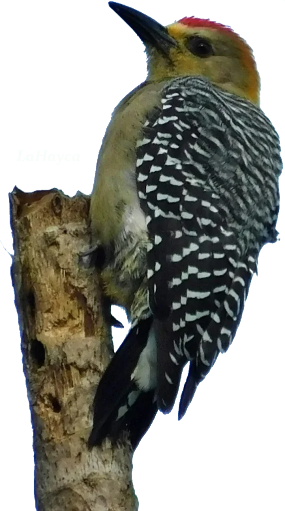 Hoffmann's Woodpecker