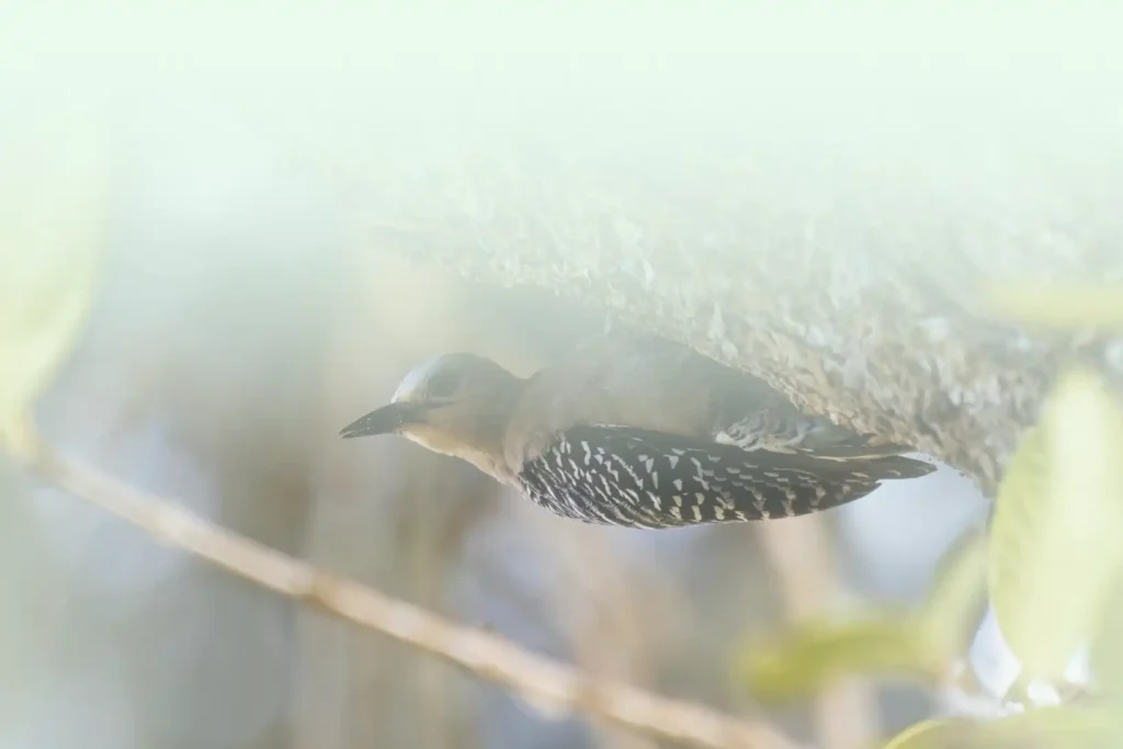 Hoffmann's Woodpecker