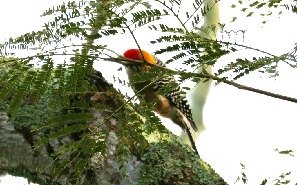 コスタリカキビタイシマセゲラ