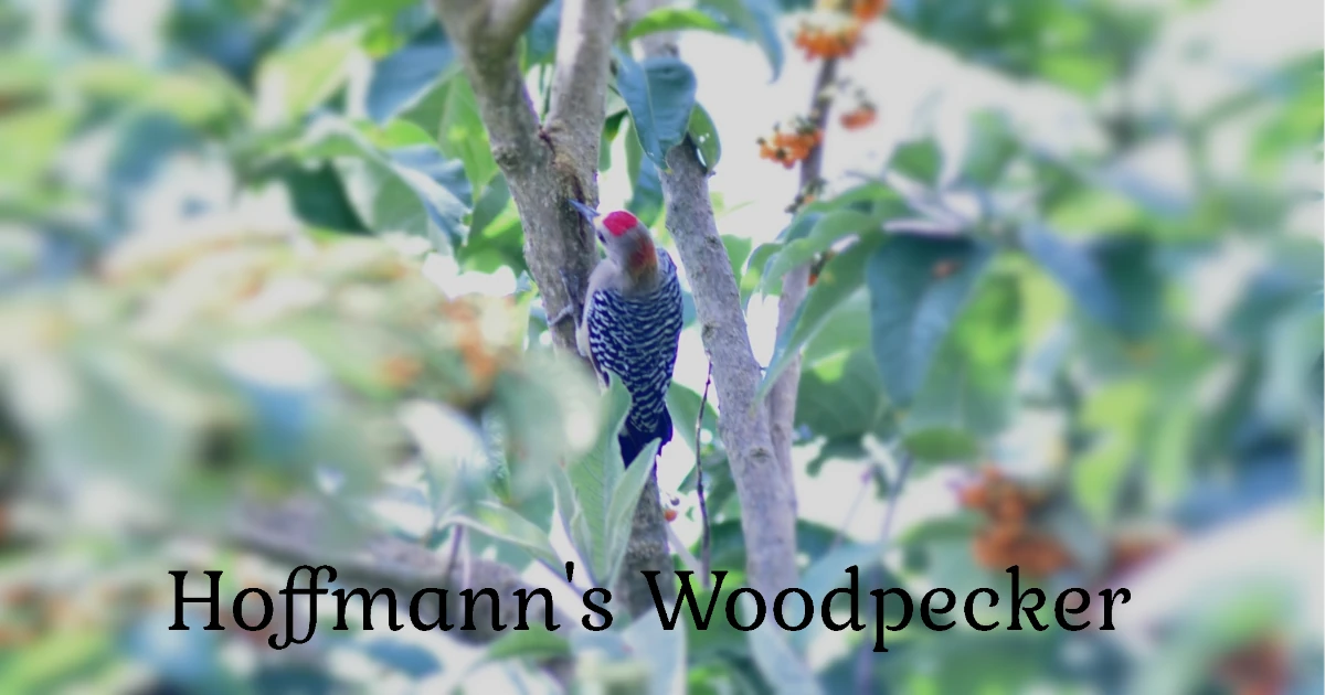 Hoffmann's Woodpecker
