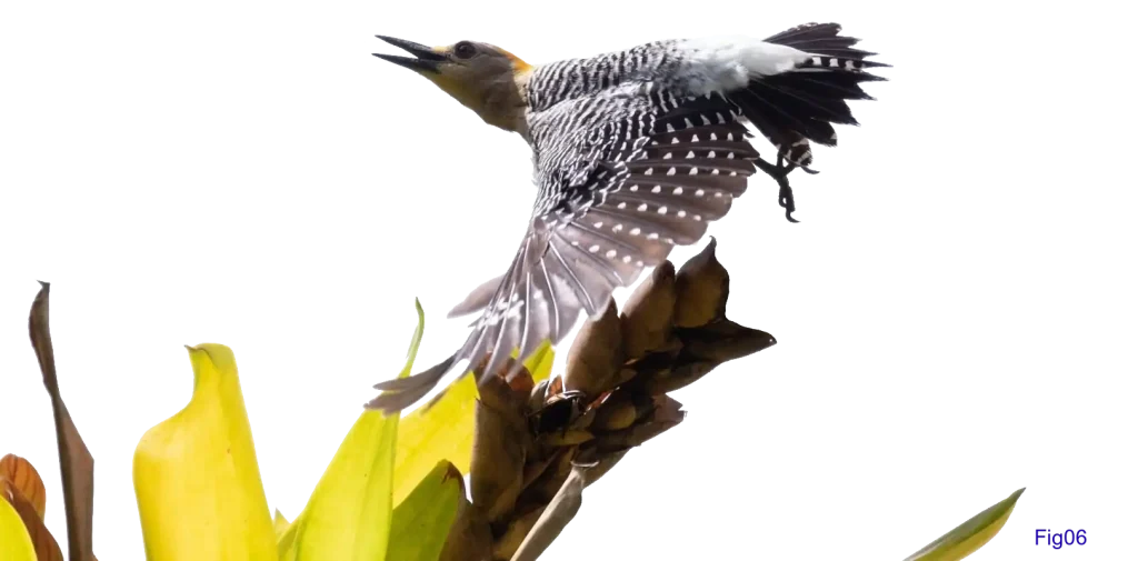 キツツキ科(Picidae)