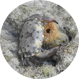 スベスベマンジュウガニ