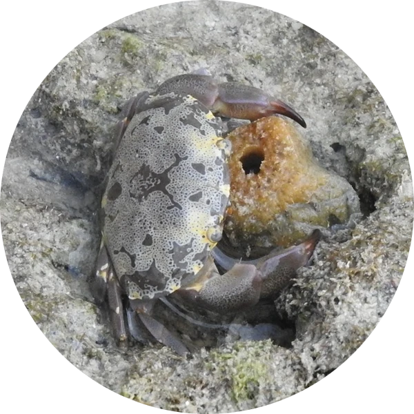 スベスベマンジュウガニ