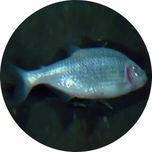 Blind cave fish