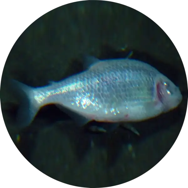 Blind cave fish