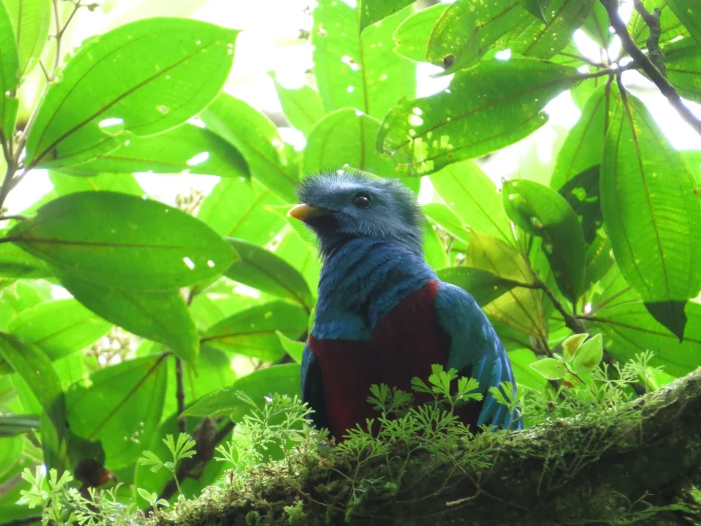 レスプレンデント ケツァール