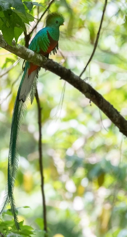 上尾筒(uppertail covert)