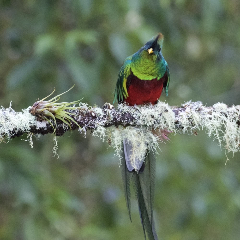 チランジアとカザリキヌバネドリ