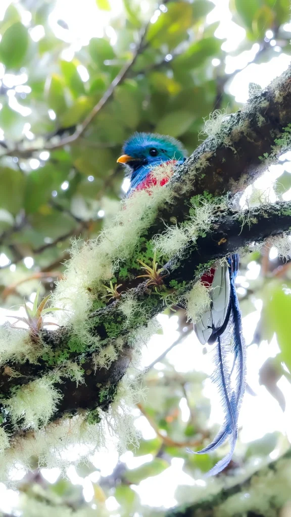 Resplendent Quetzal