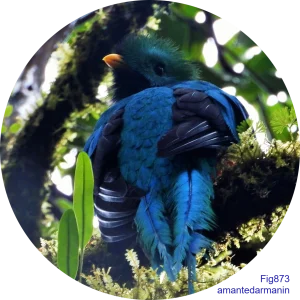 カザリキヌバネドリ