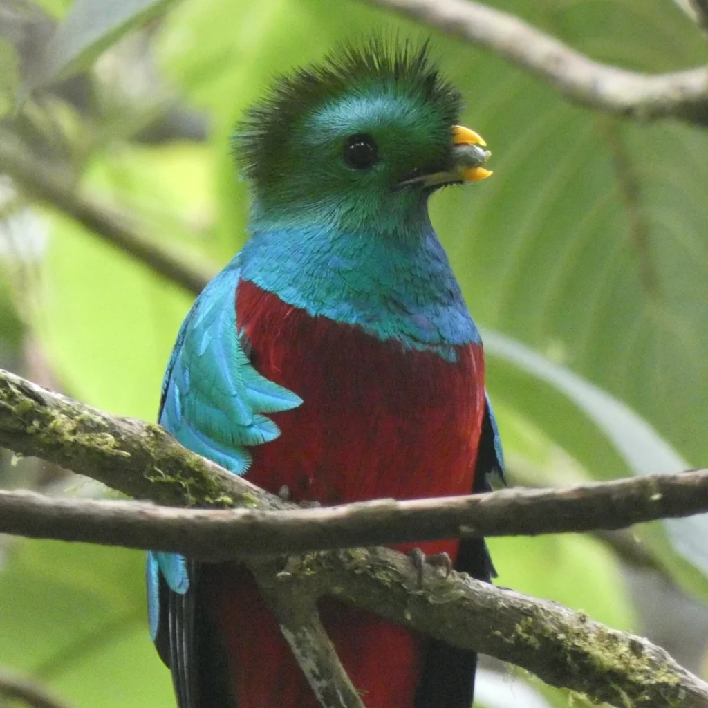 木の実を食べるレスプレンデント ケツァール