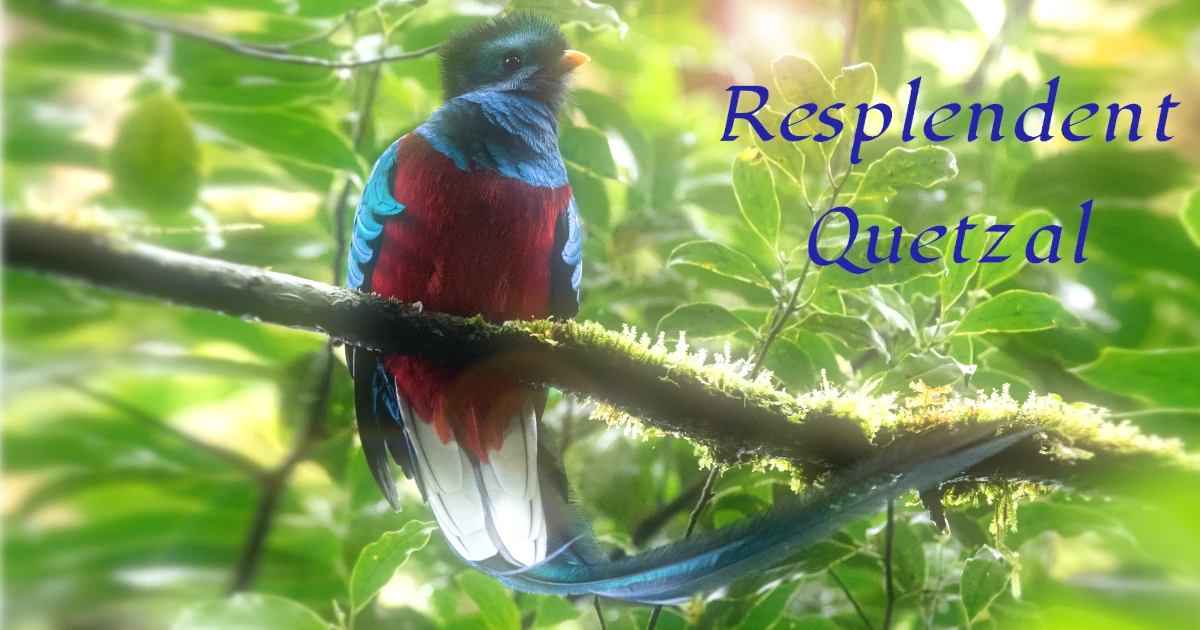 カザリキヌバネドリ