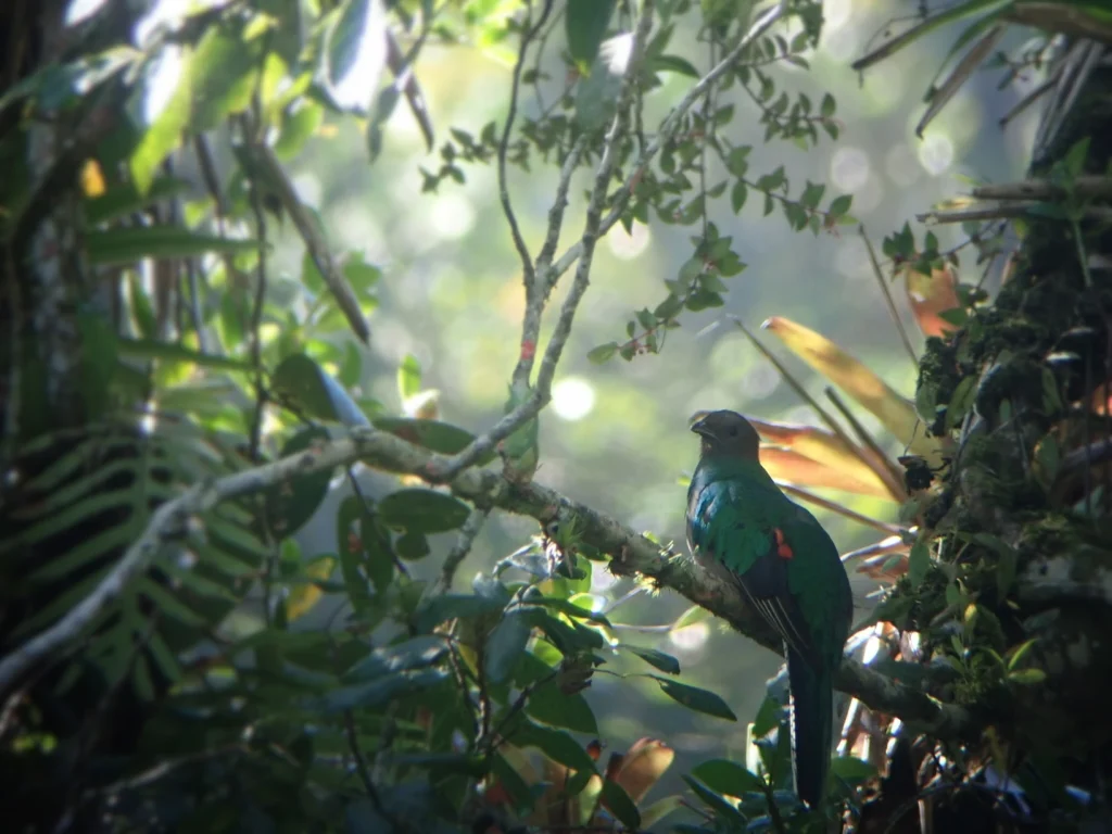 レスプレンデント ケツァール