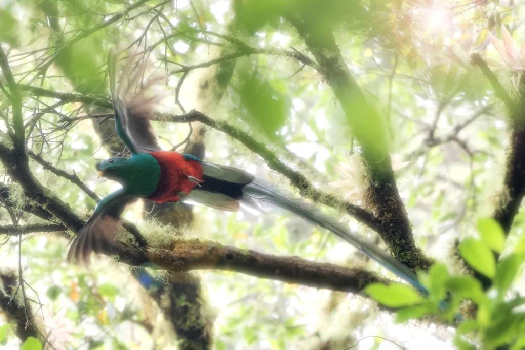 Resplendent Quetzal in flight