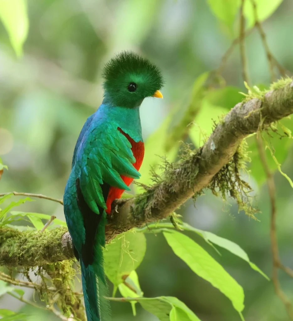 カザリキヌバネドリ