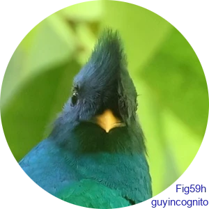 レスプレンデント ケツァール