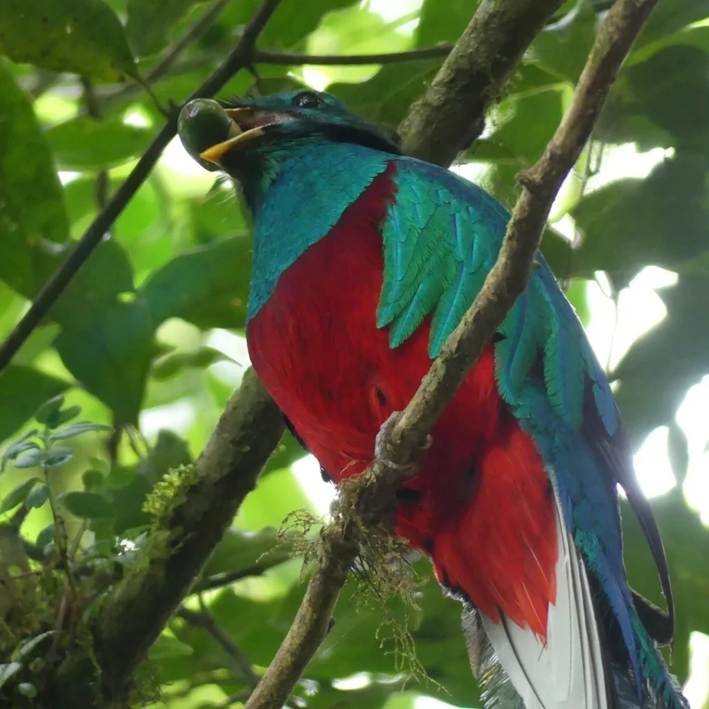 Resplendent quetzal eating nuts