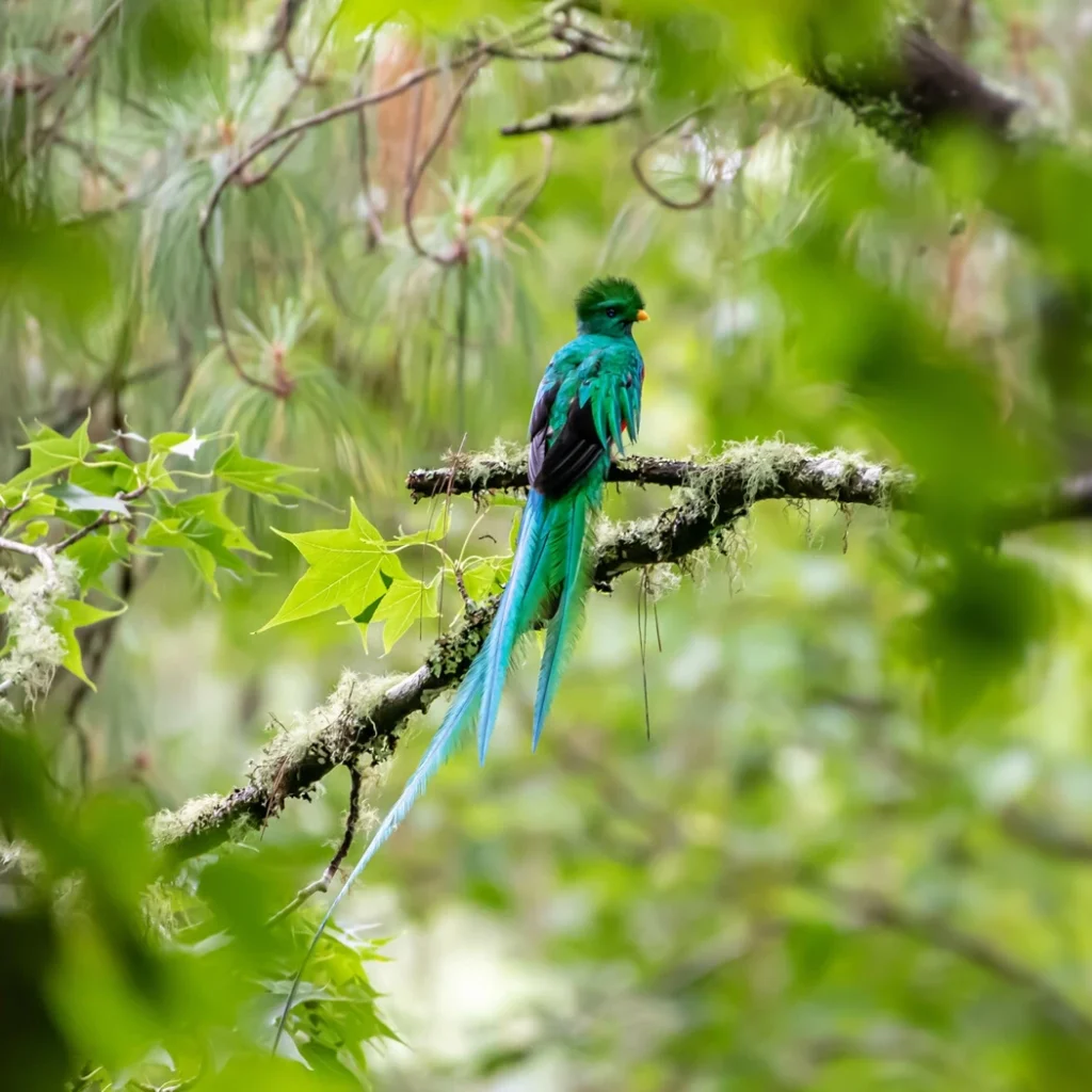 キヌバネドリ科