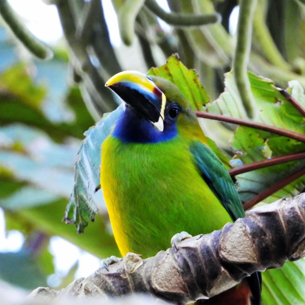 キバシミドリチュウハシ Aulacorhynchus prasinus