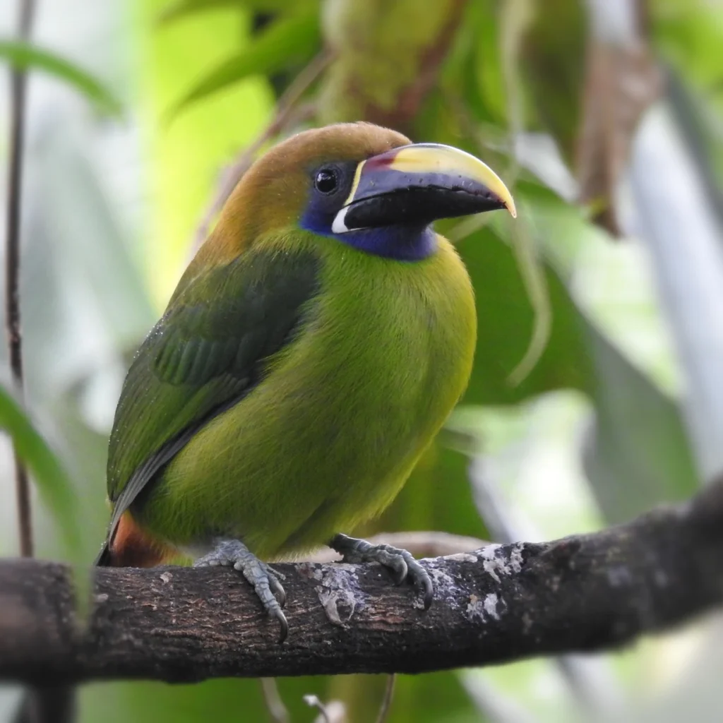 キバシミドリチュウハシ Aulacorhynchus prasinus