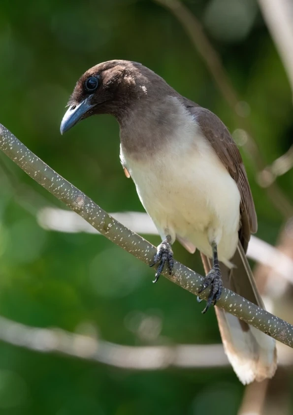チャイロカケス(Brown jay / Cyanocorax morio)