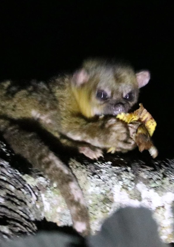 キンカジュー(kinkajou / Potos flavus)