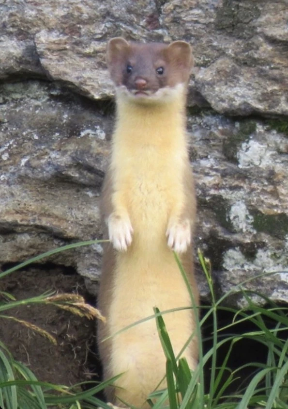 オナガオコジョ(Long-tailed weasel / Neogale frenata)