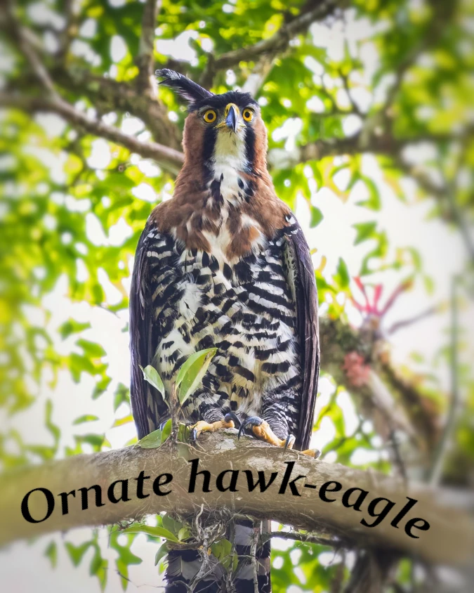 アカエリクマタカ