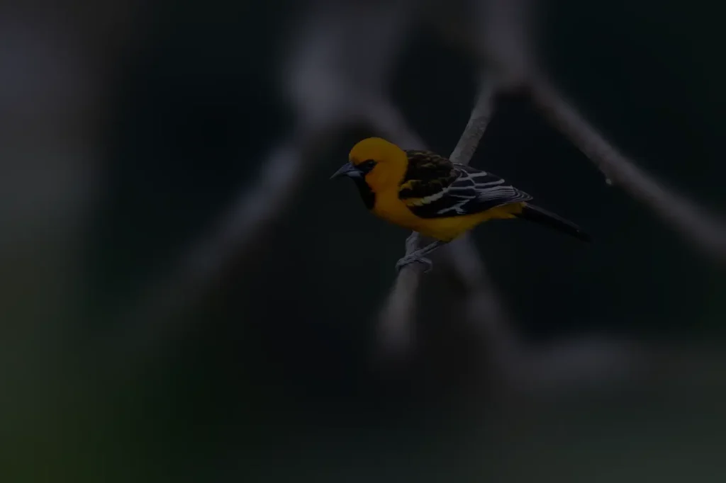 Streak-backed Oriole