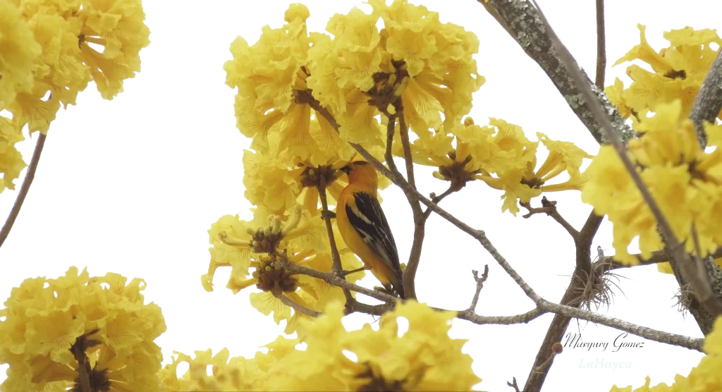Streak-backed Oriole