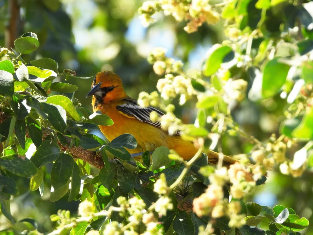 Icterus pustulatus