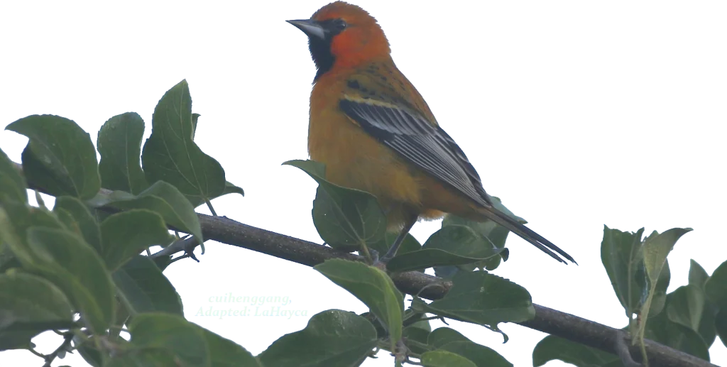 Streak-backed Oriole