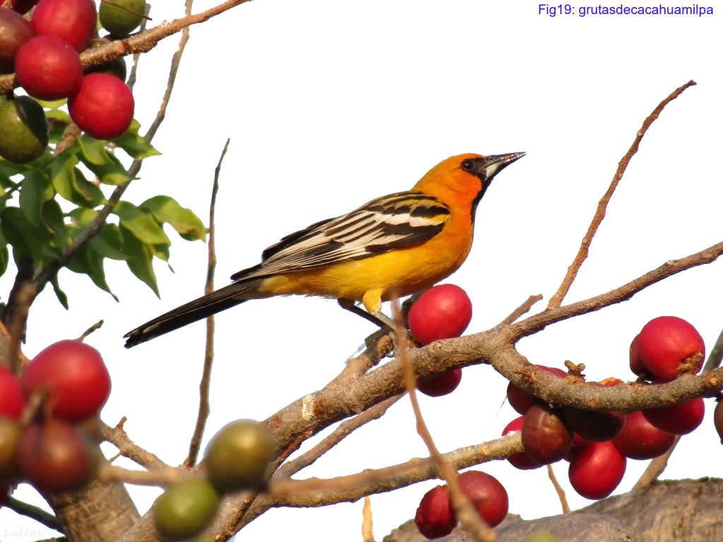 ホグプラム(Hog Plum)