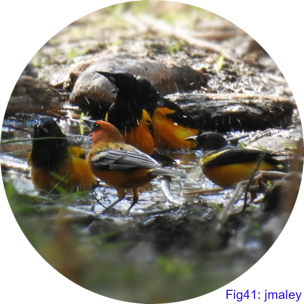 クロハラムクドリモドキ(Black-vented Oriole)Icterus wagleri