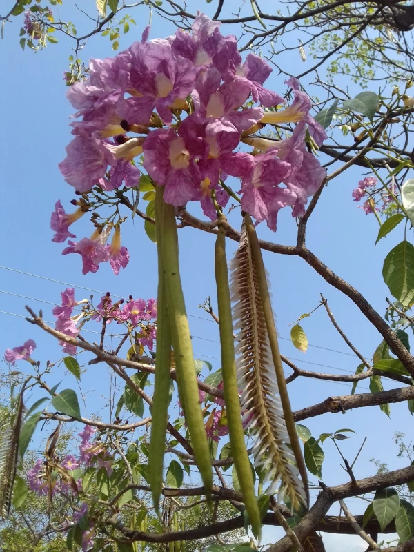 Pink Poui