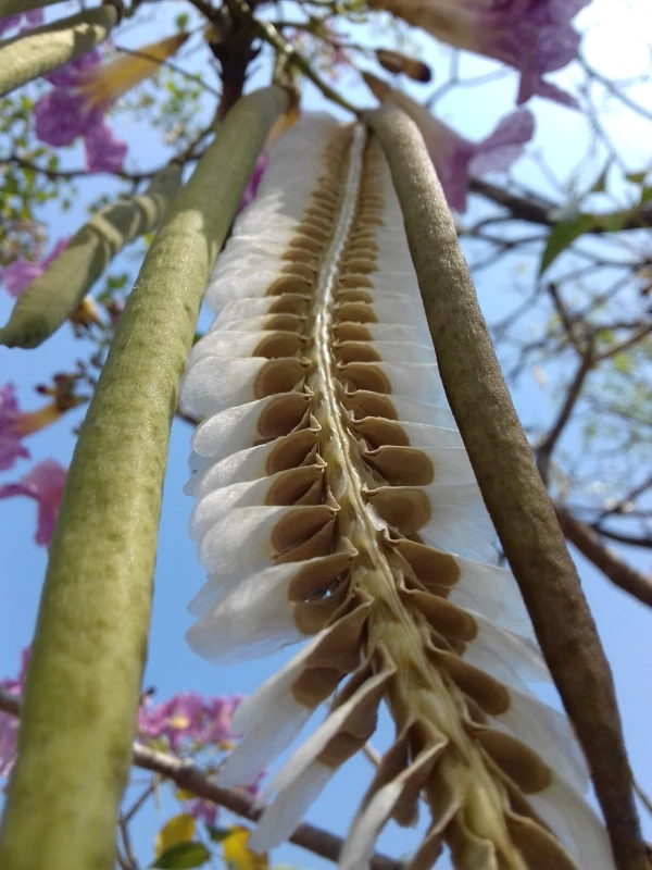 キダチベニノウゼン