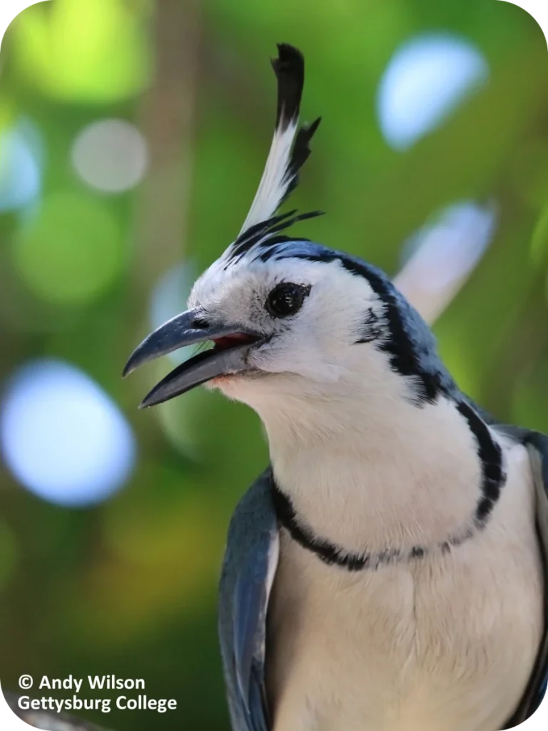 White-throated Magpie-jay