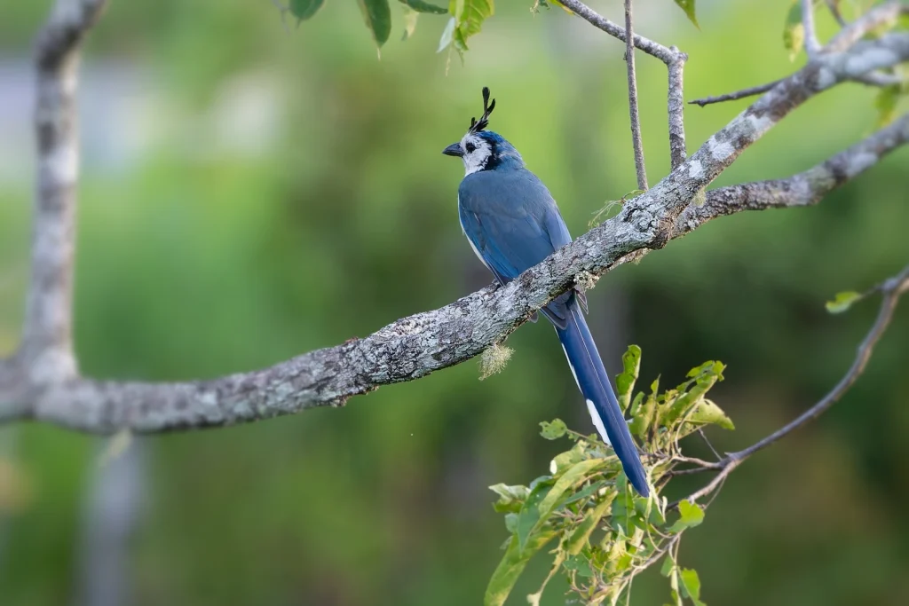 コスタリカの野鳥