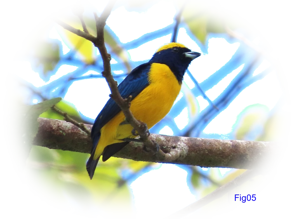 Yellow-crowned Euphonia