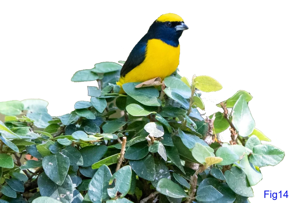 Yellow-crowned Euphonia