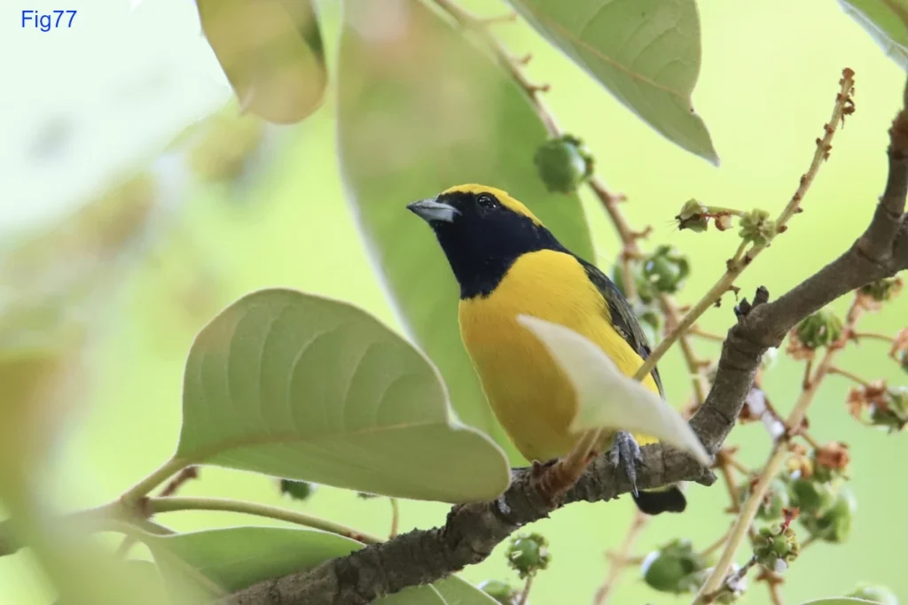 Yellow-crowned Euphonia