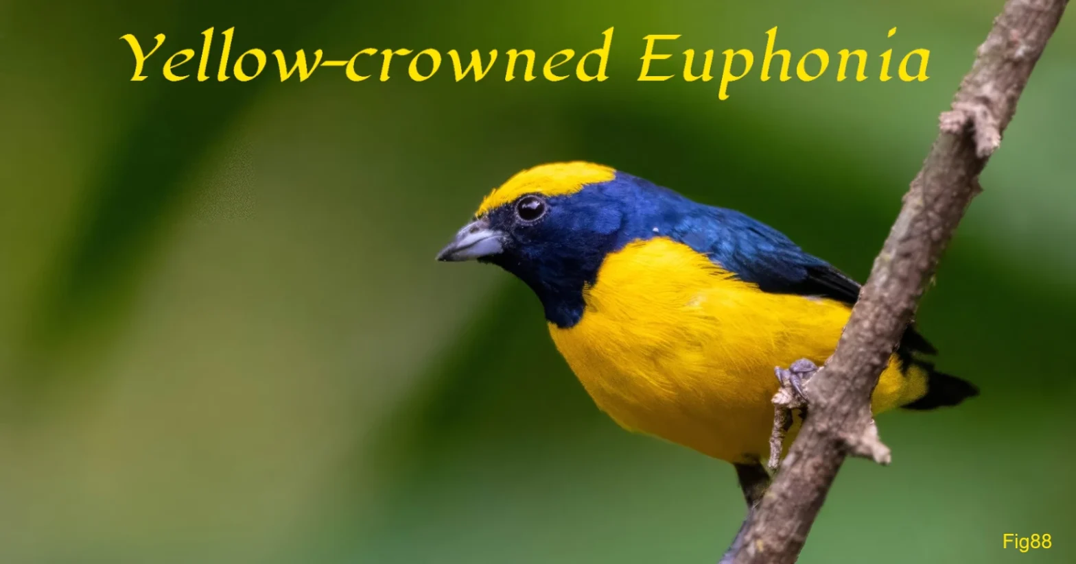 Yellow-crowned Euphonia