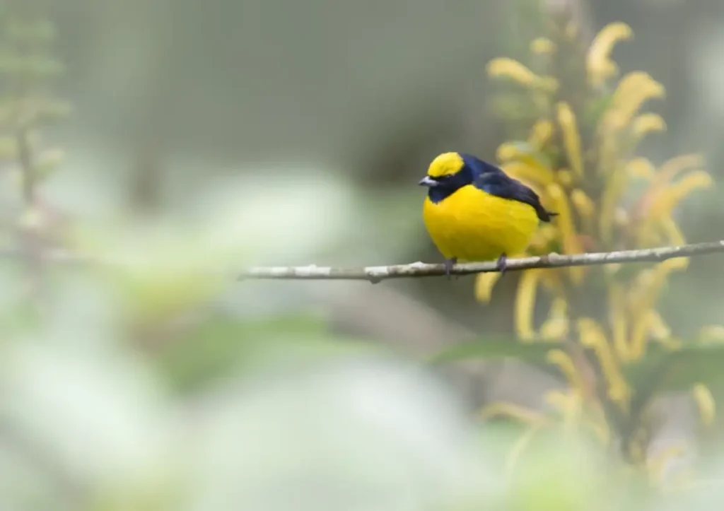 Yellow-crowned Euphonia