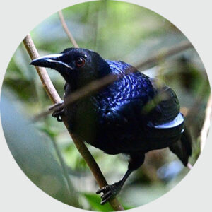 テリカラスフウチョウ(Glossy-mantled Manucode)