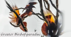 Greater Bird-of-paradise
