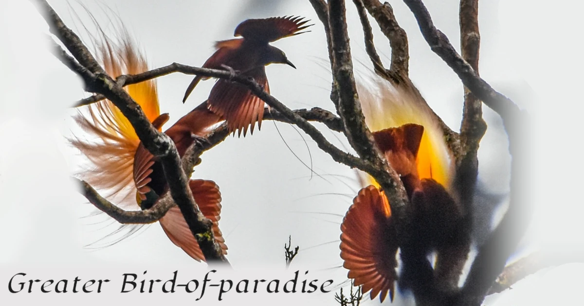 Greater Bird-of-paradise