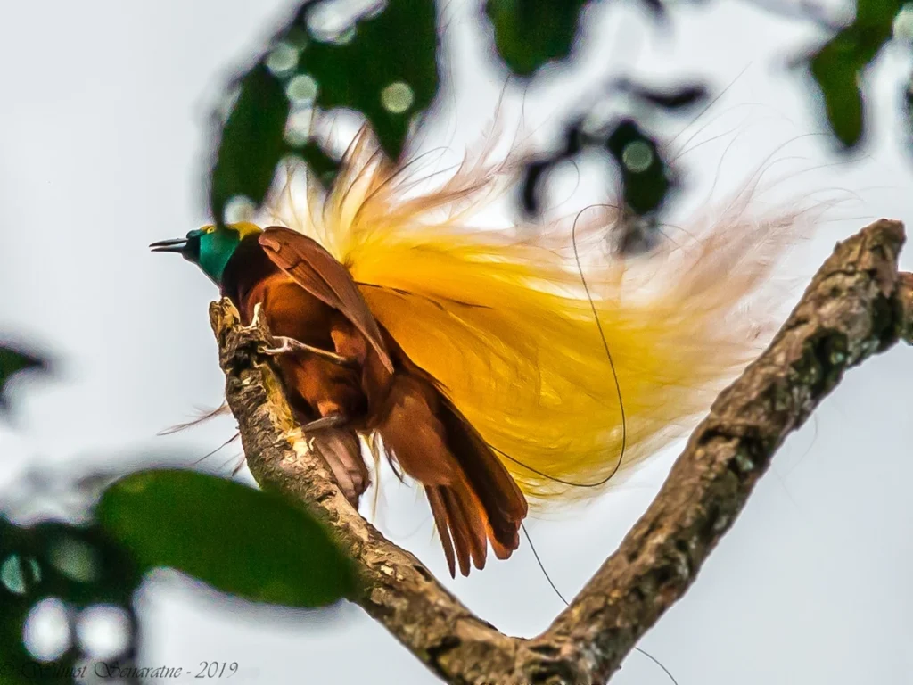 オオフウチョウ
