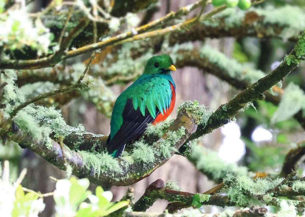 カザリキヌバネドリ