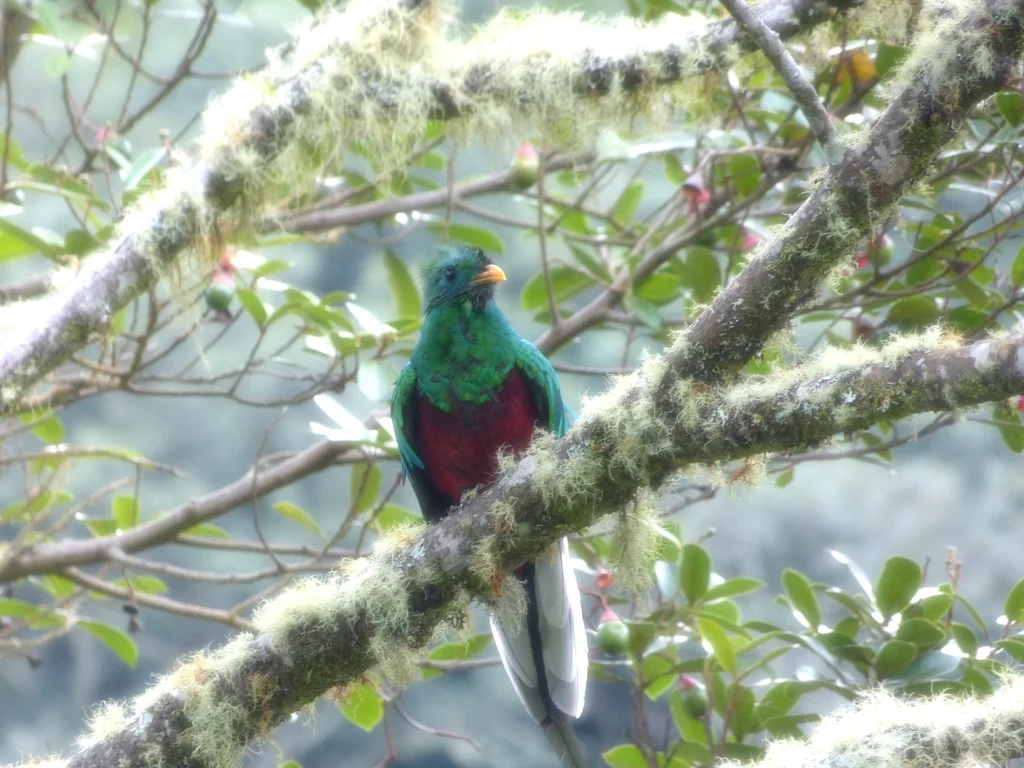 Resplendent Quetzal