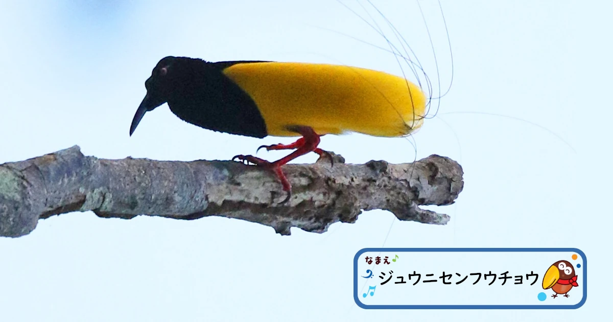 Twelve-wired bird-of-paradise